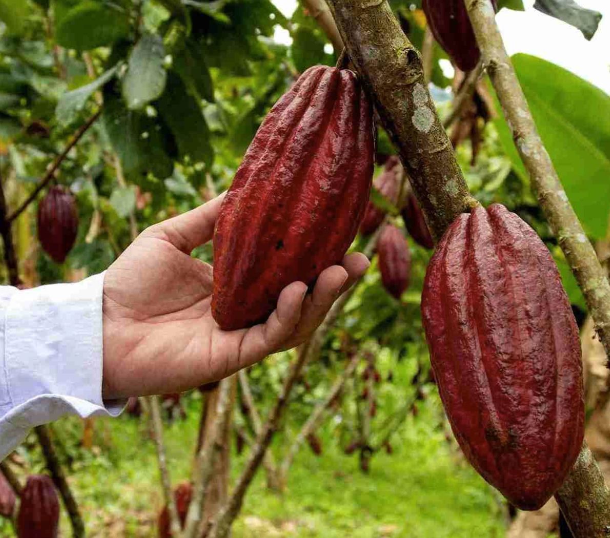 Hacienda Casa Rivera del Cacao